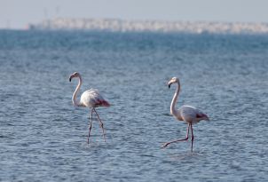 15-bird-watching-at-evros-river-greece